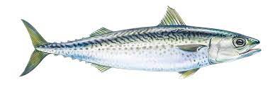 CHUB MACKEREL